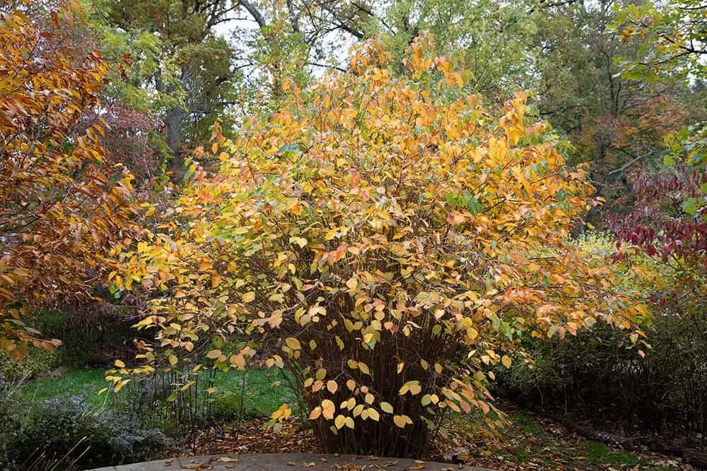 American Hazelnut (Corylus americana) — Chippewa County WI Tree Sale